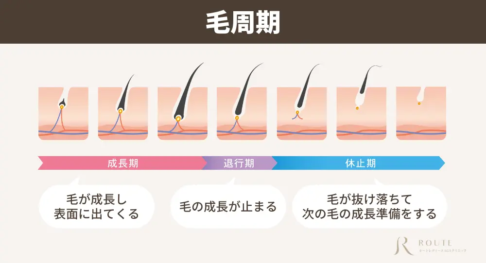 毛周期