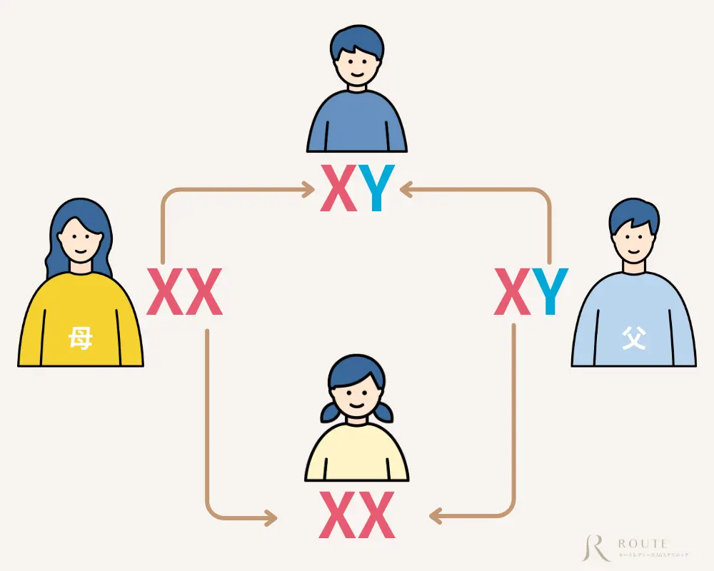 遺伝を表した図解