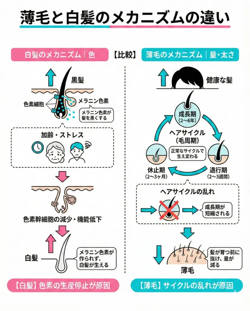薄毛と白髪のメカニズムの違い